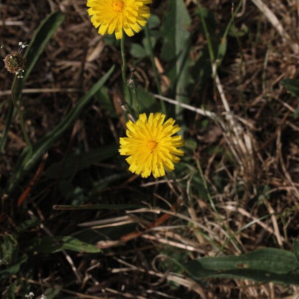 Hypochaeris radicata Flower