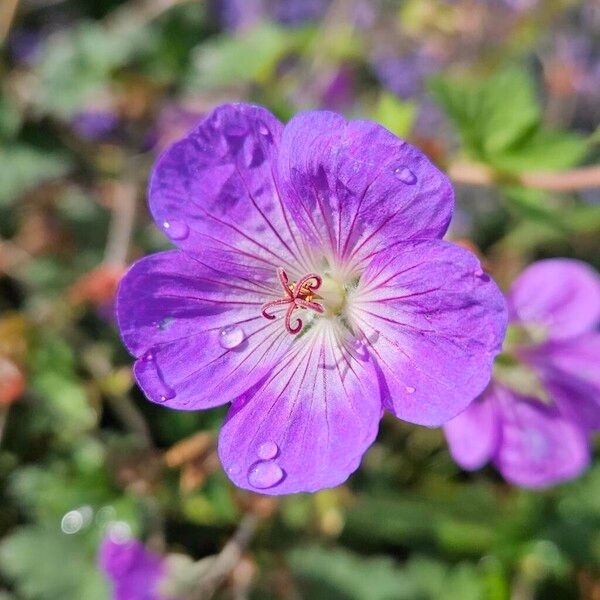 Geranium platypetalum Virág