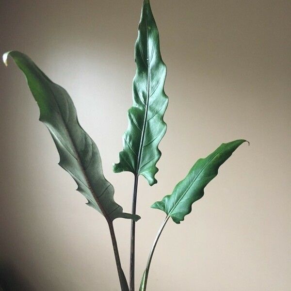 Alocasia lauterbachiana Blatt