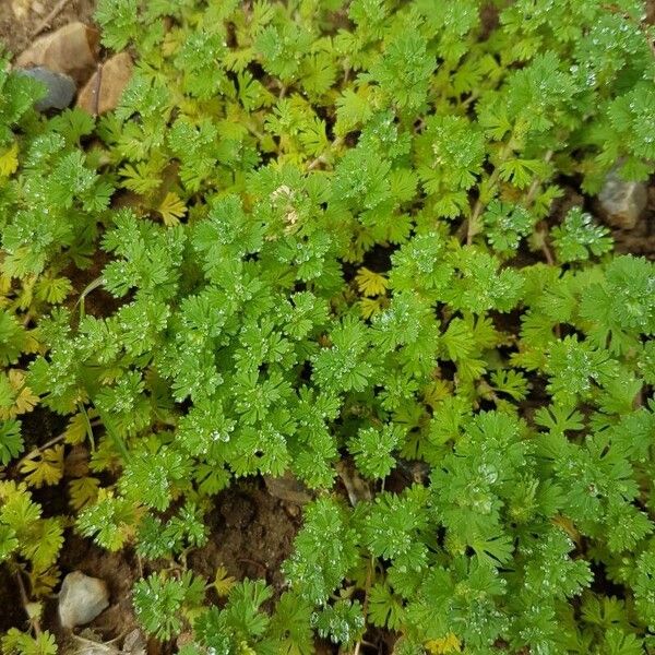 Alchemilla australis Blad