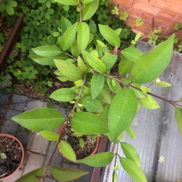 Ligustrum sinense Liść