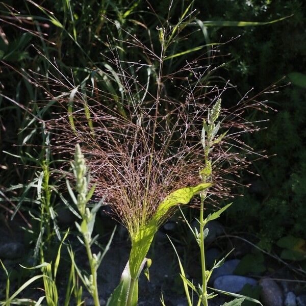 Panicum capillare Кветка