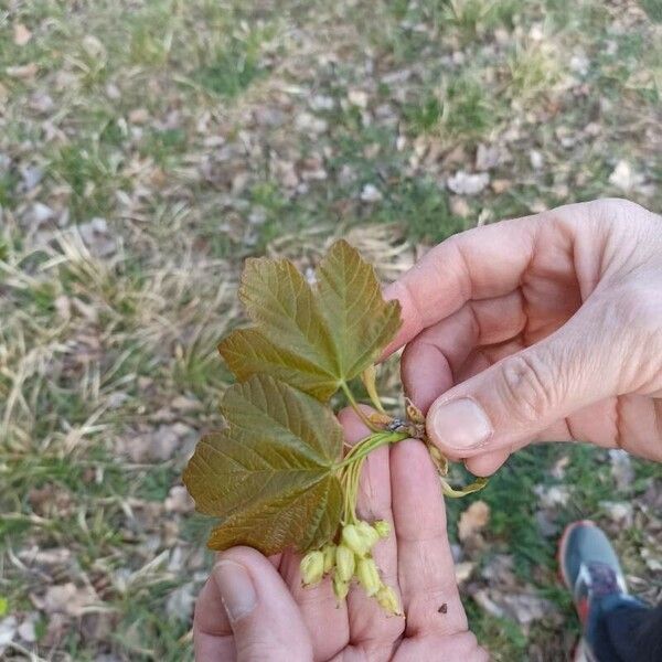 Acer neapolitanum Feuille