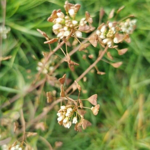 Capsella bursa-pastoris Fruto