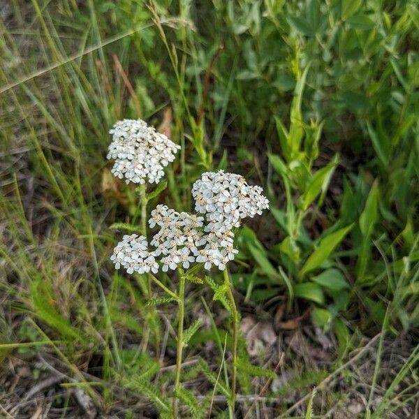 Achillea millefolium Flor