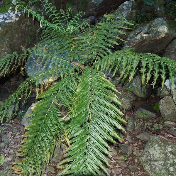 Pteris tripartita Habitus