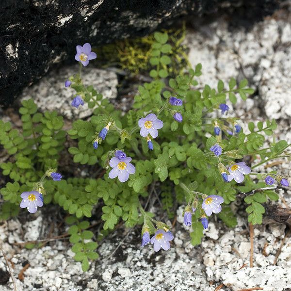 Polemonium pulcherrimum Vekstform