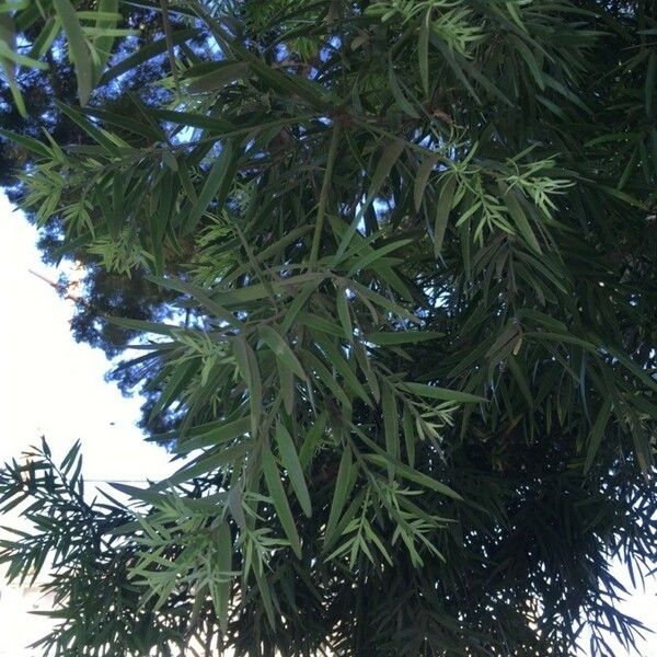 Afrocarpus gracilior Листок