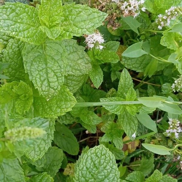 Mentha × rotundifolia Staniste