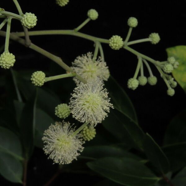 Albizia adinocephala Blüte