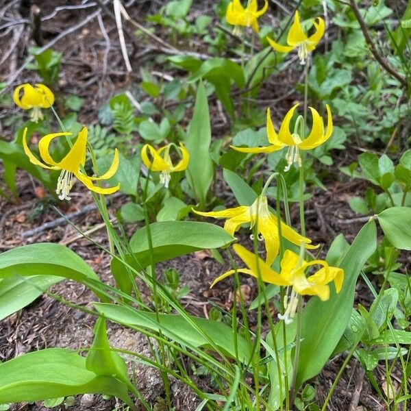 Erythronium grandiflorum Flower