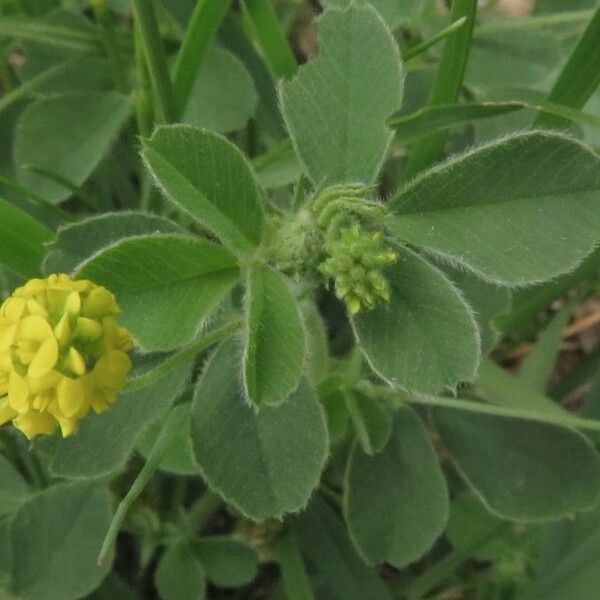 Medicago lupulina Blomst