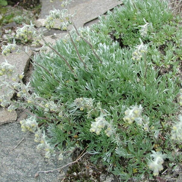 Artemisia umbelliformis عادت