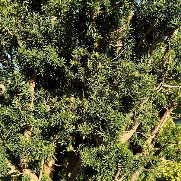 Taxus baccata Deilen