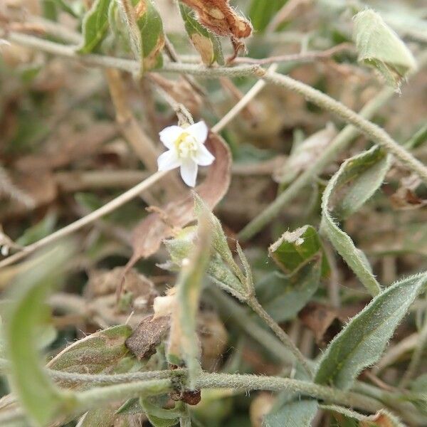 Convolvulus sagittatus Flower