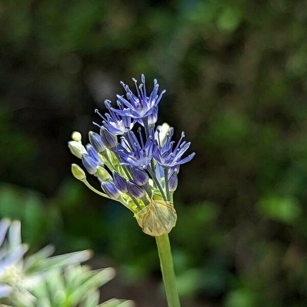 Allium caeruleum Flower