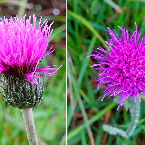 Cirsium dissectum फूल