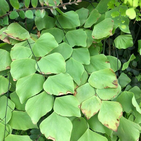 Adiantum peruvianum Leaf