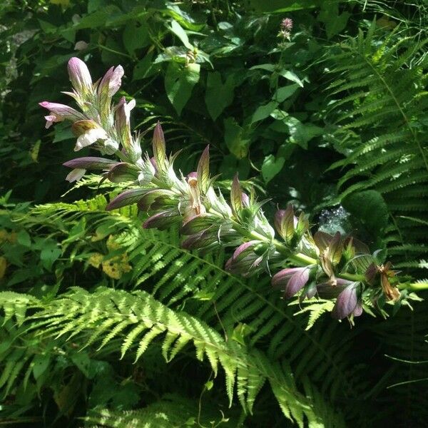 Acanthus mollis Habitatea