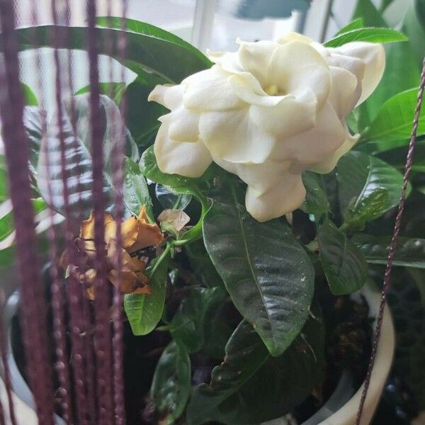 Gardenia jasminoides Flower