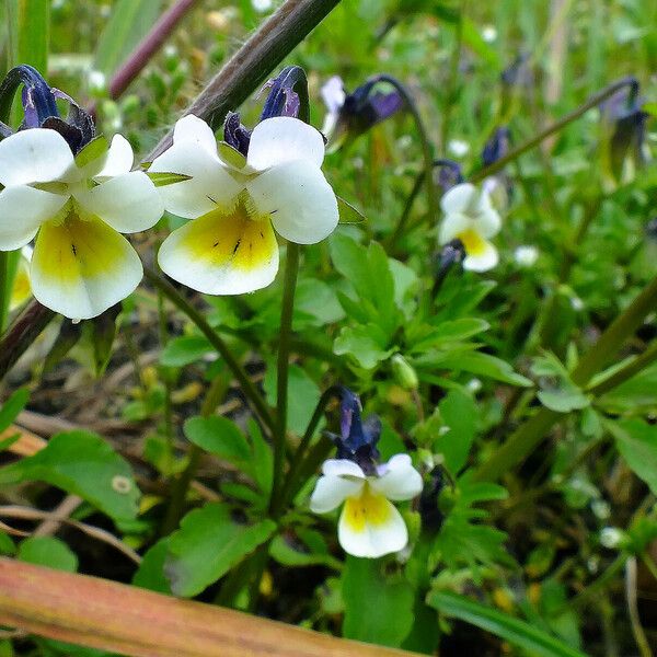 Viola arvensis Blomma