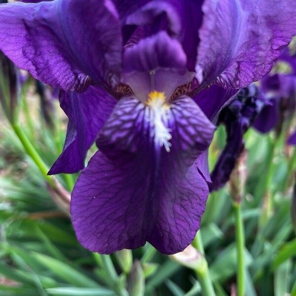 Iris pumila फूल