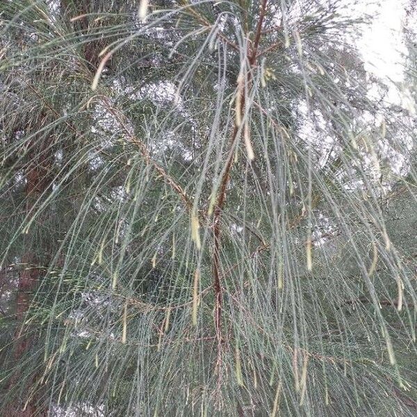 Casuarina equisetifolia Deilen