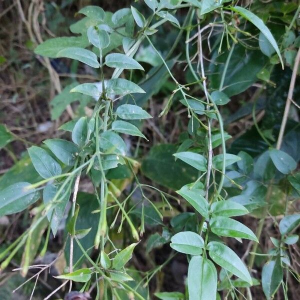 Jasminum polyanthum Листок