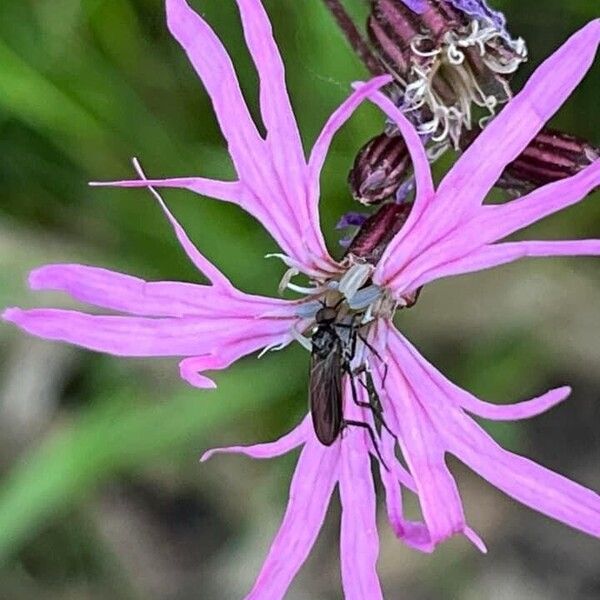 Silene flos-cuculi ফুল