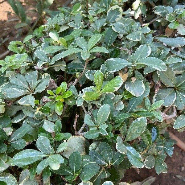 Pittosporum heterophyllum ᱥᱟᱠᱟᱢ