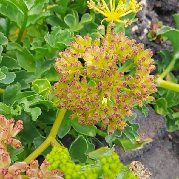 Astydamia latifolia Цветок