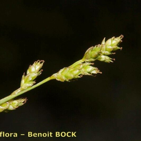 Carex brunnescens Drugo