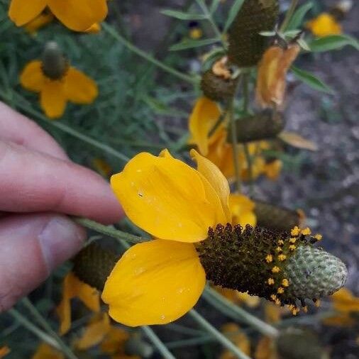 Ratibida columnifera Blomst