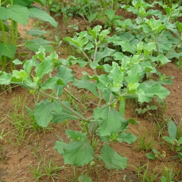 Acanthospermum hispidum Blad