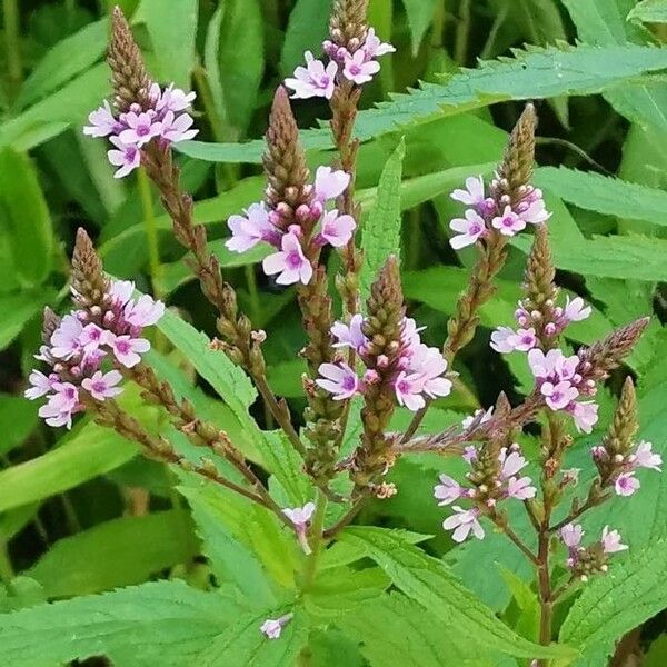 Verbena hastata Blomma