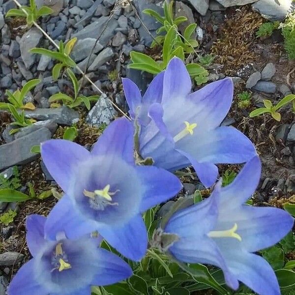 Campanula speciosa Flor