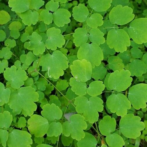 Thalictrum dioicum Листок