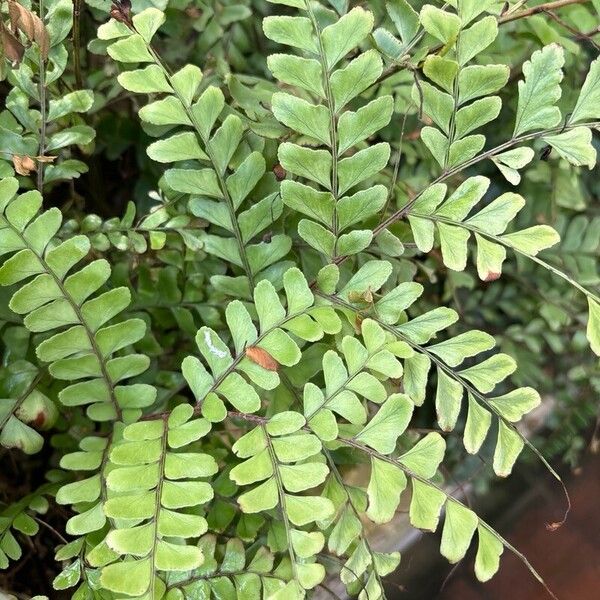 Didymochlaena truncatula Leaf