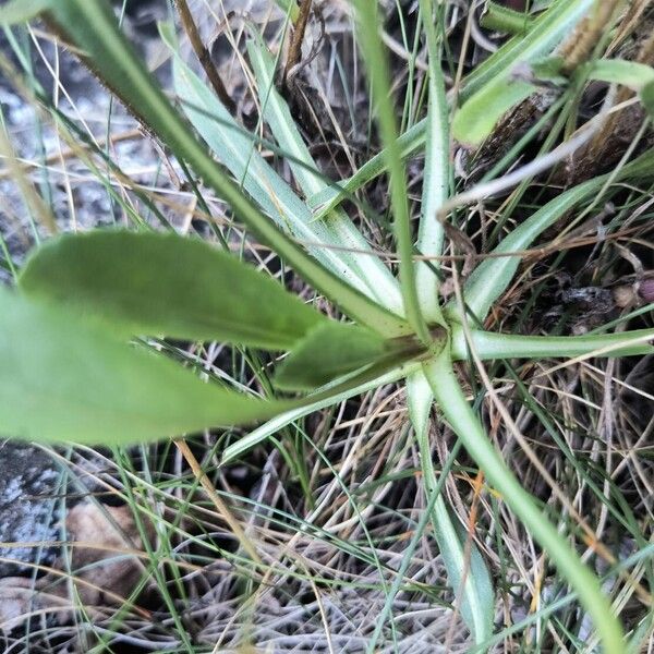 Grindelia integrifolia Frunză