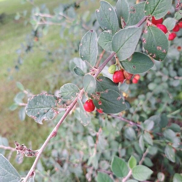 Cotoneaster integerrimus ഫലം