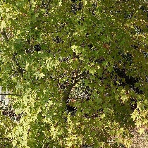 Acer palmatum Staniste