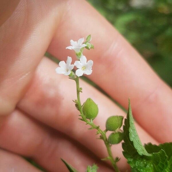 Priva lappulacea Λουλούδι