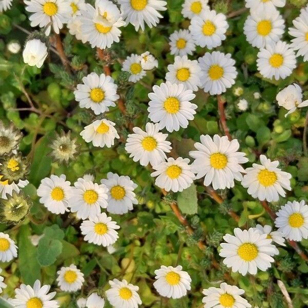 Bellis annua Lorea