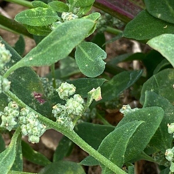 Chenopodium vulvaria Blad