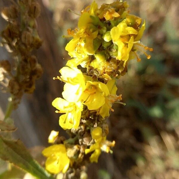 Verbascum pulverulentum Virág