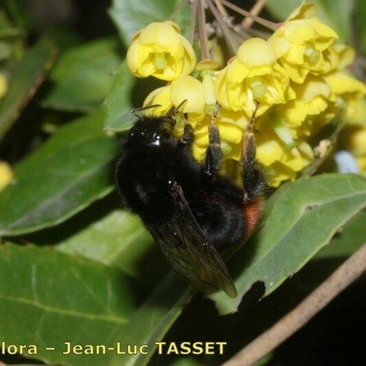 Berberis pruinosa 其他