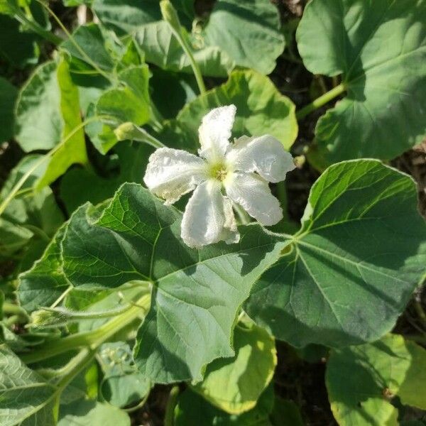 Lagenaria siceraria Flor