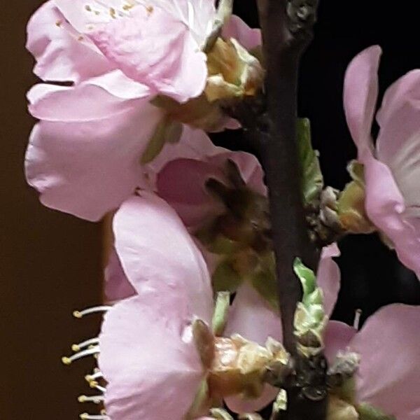 Prunus dulcis फूल