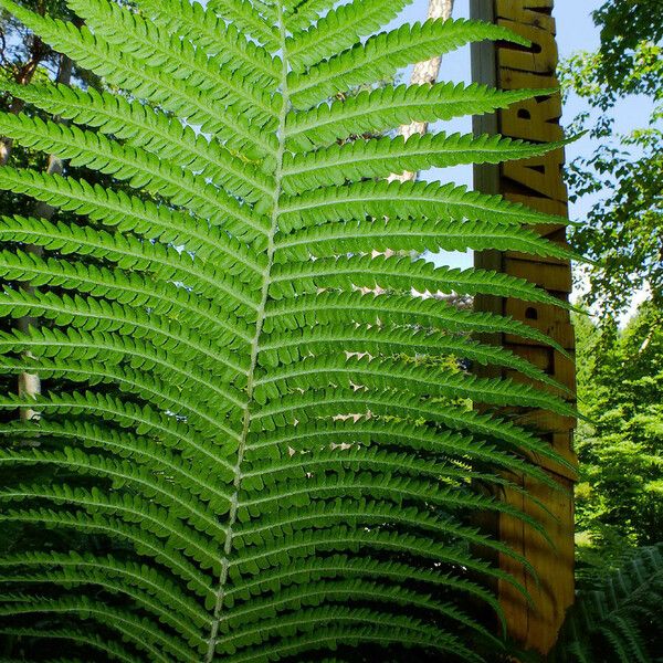 Onoclea struthiopteris Leaf