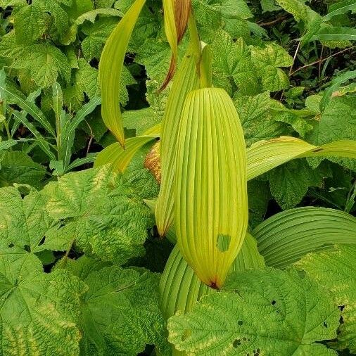 Veratrum viride Folha